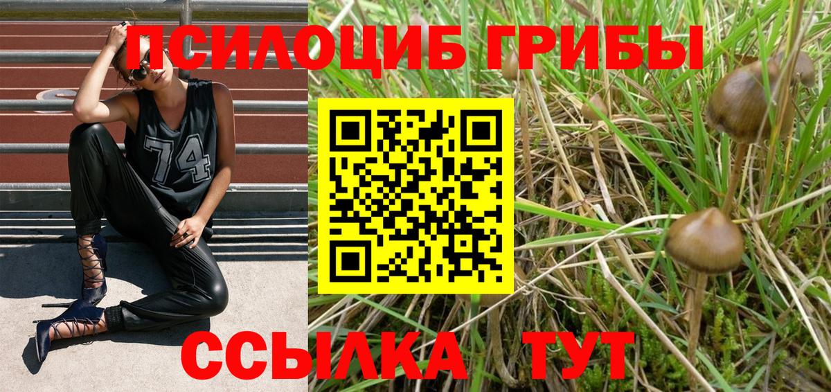 Псилоцибиновые грибы Cubensis Сургут